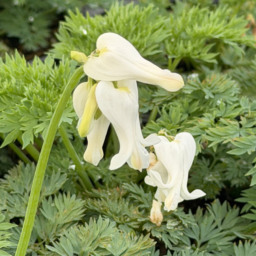 White Diamonds Bleeding Hearts |Spotswood Greenery