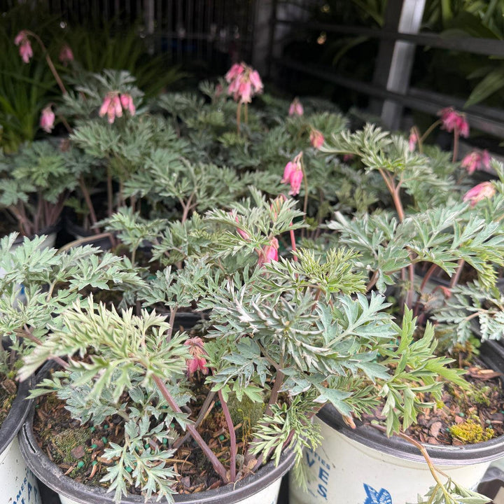 Dicentra eximia |Spotswood Greenery