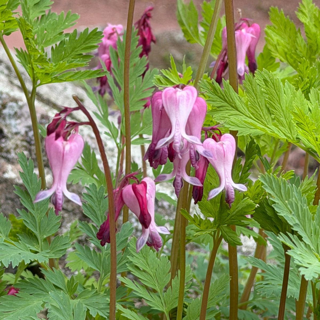 Dicentra eximia |Spotswood Greenery