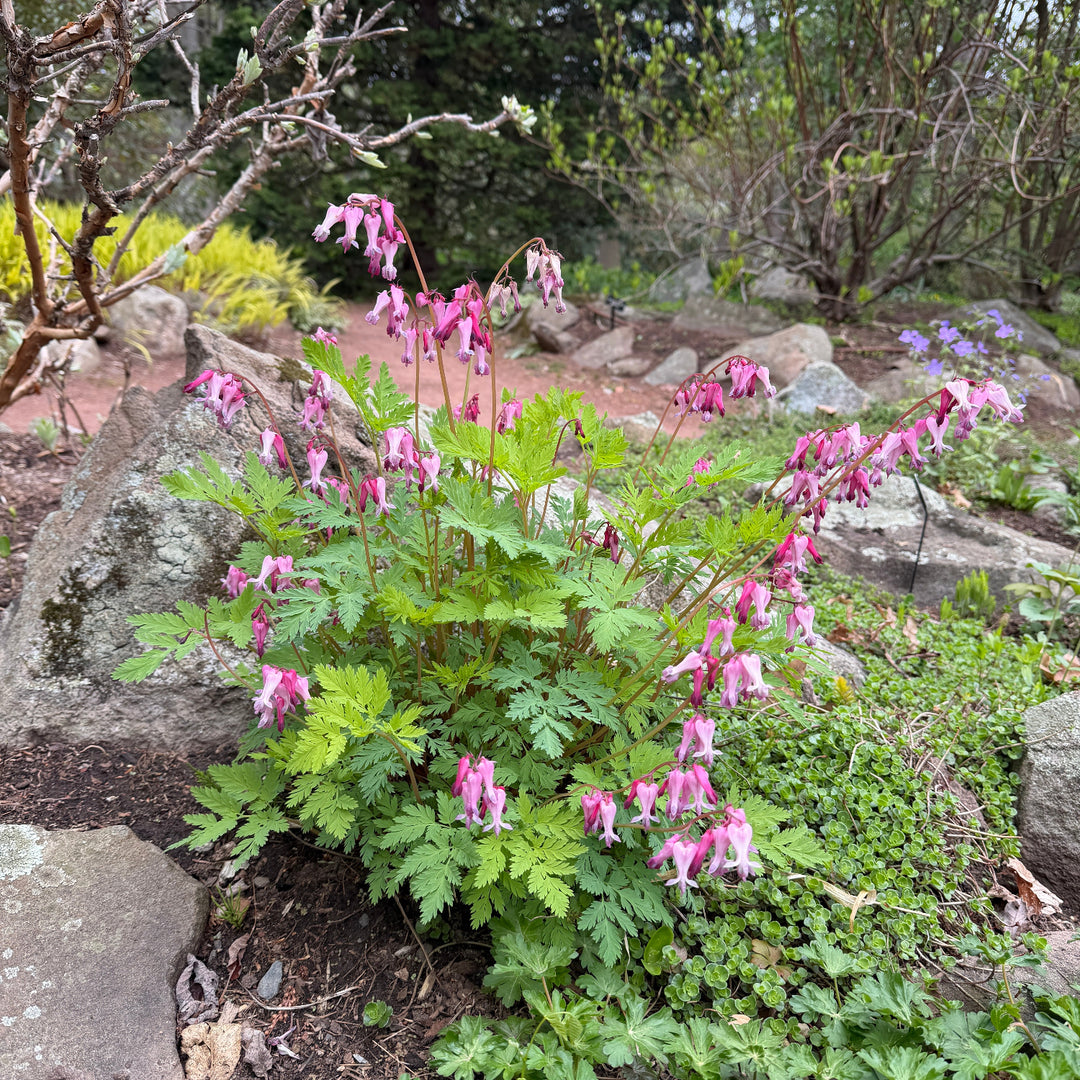 Dicentra eximia |Spotswood Greenery