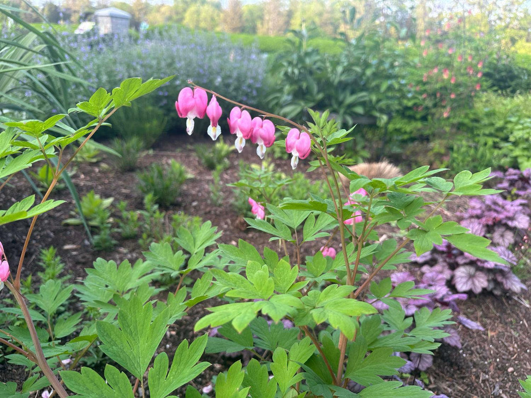 


Old Fashioned Bleeding Hearts |Spotswood Greenery
