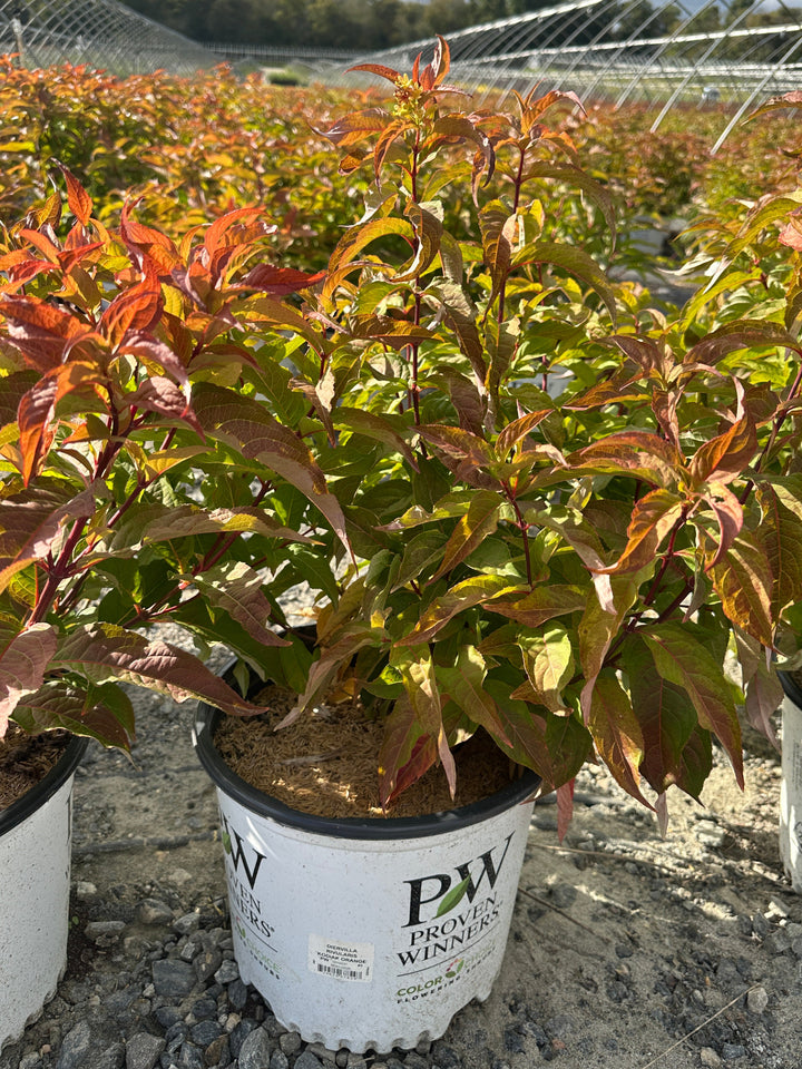 Kodiak® Orange Bush Honeysuckle