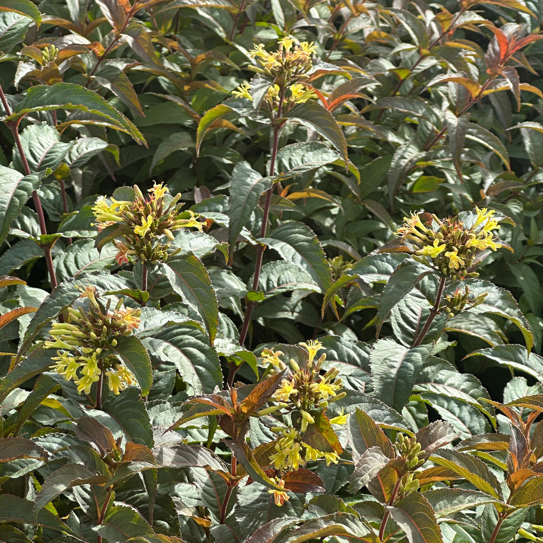 Ru-Bee-Wren Bush Honeysuckle