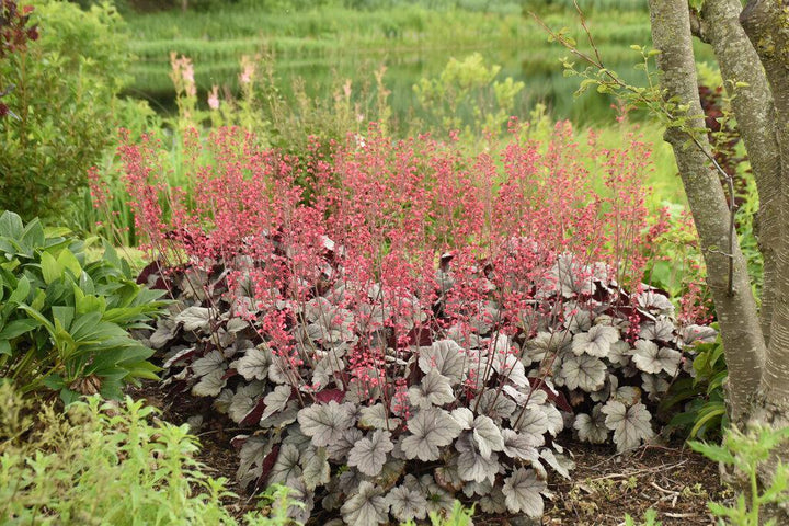 Dolce® Silver Gumdrop Coral Bells- | Proven Winners®