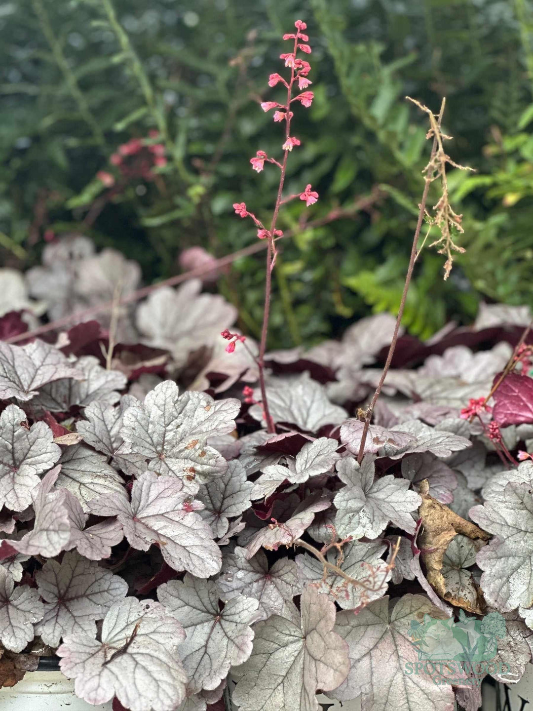 Dolce® Silver Gumdrop Coral Bells |Spotswood Greenery