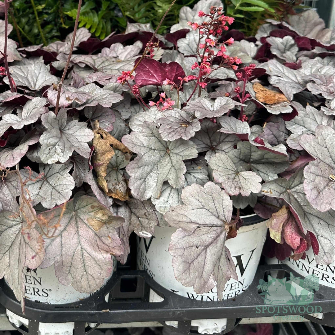 Dolce® Silver Gumdrop Coral Bells |Spotswood Greenery