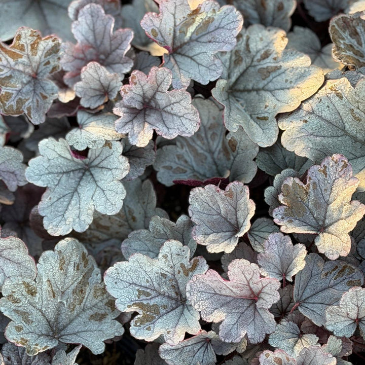 Dolce® Silver Gumdrop Coral Bells |Spotswood Greenery