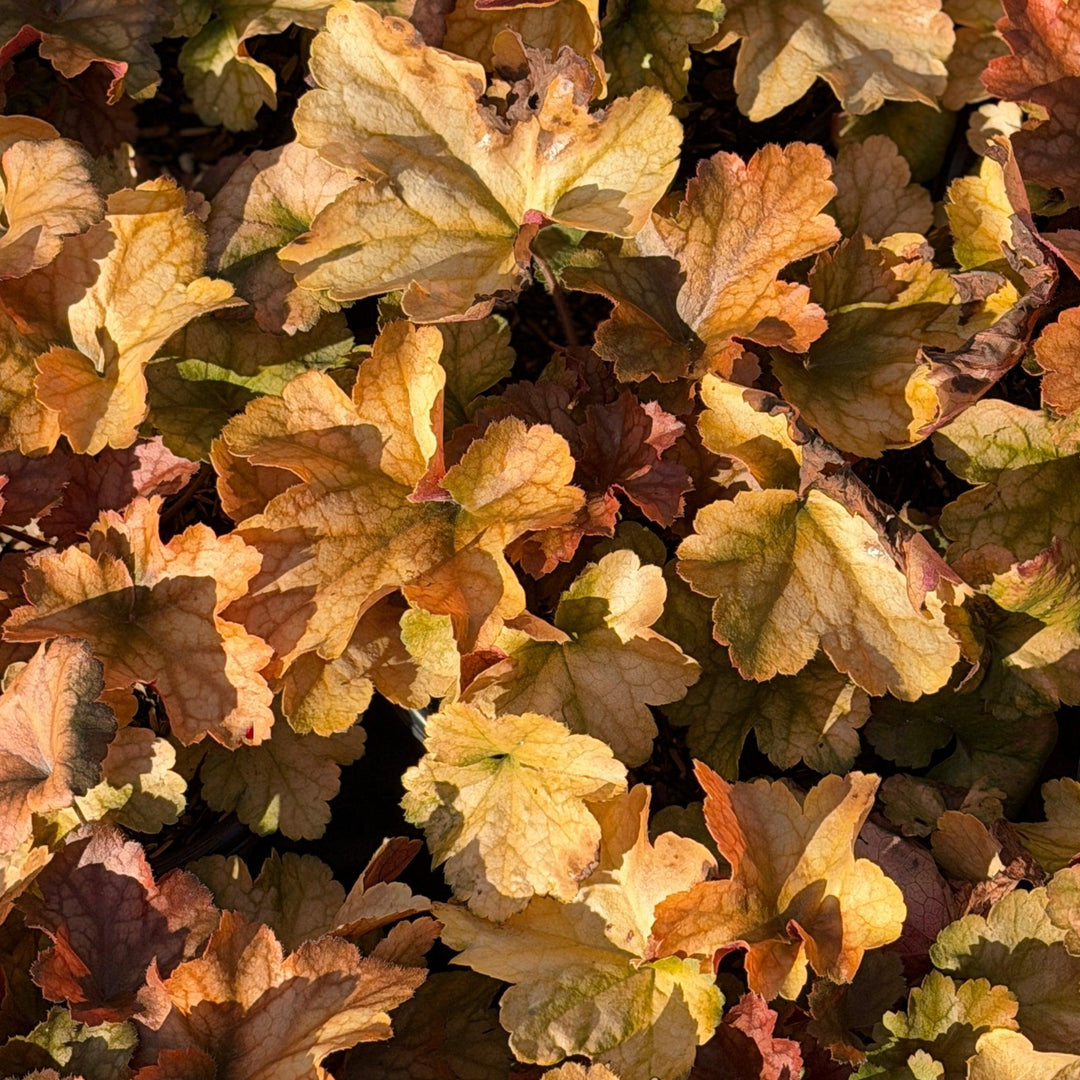 Dolce® Toffee Tart Coralbells |Spotswood Greenery