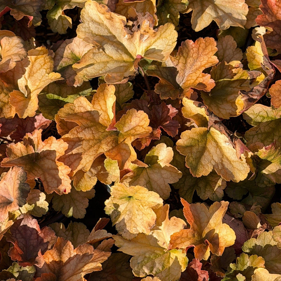 Dolce® Toffee Tart Coralbells |Spotswood Greenery