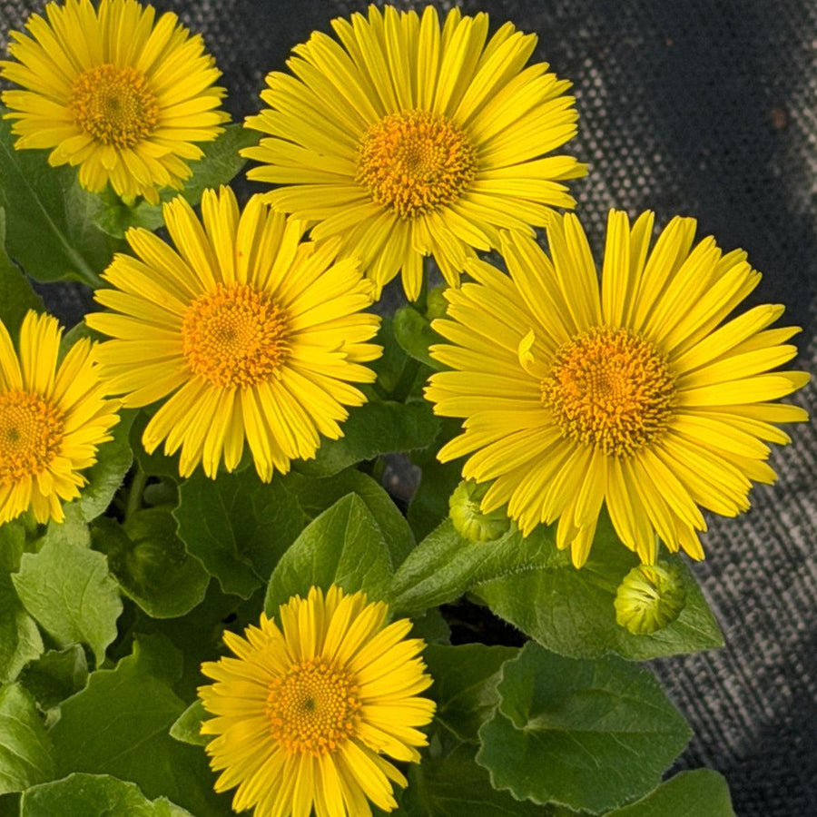 Leonardo® Leopard's bane |Spotswood Greenery