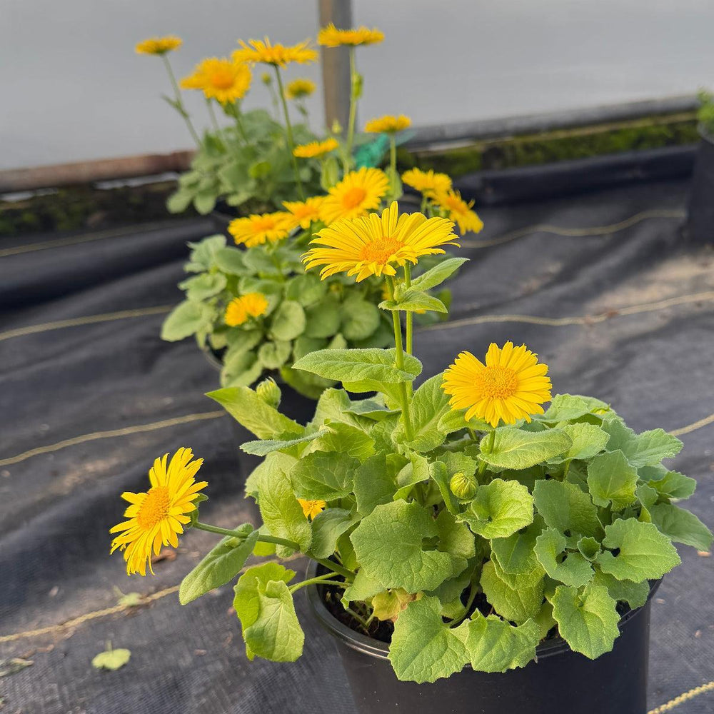 Leonardo® Leopard's bane |Spotswood Greenery