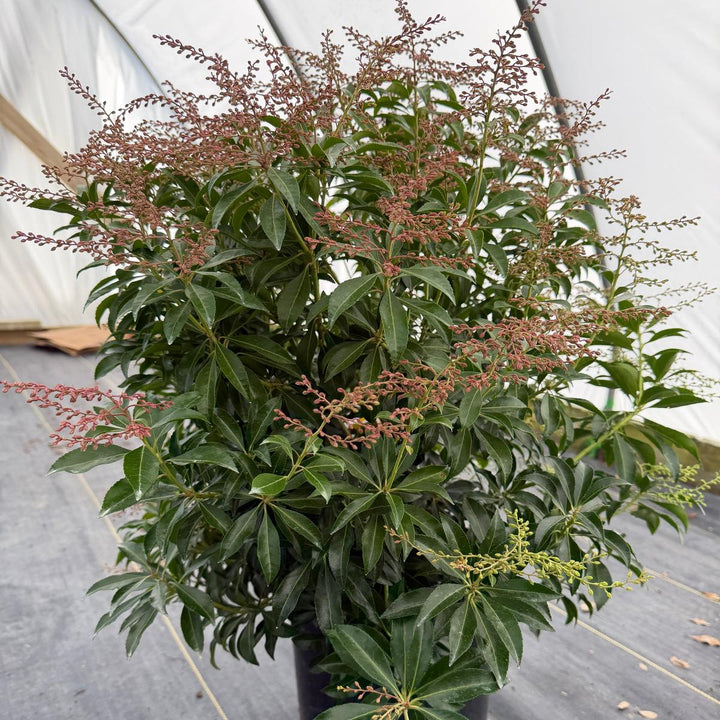 Dorothy Wycoff Andromeda |Spotswood Greenery