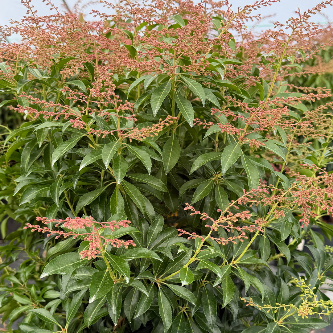 Dorothy Wycoff Andromeda