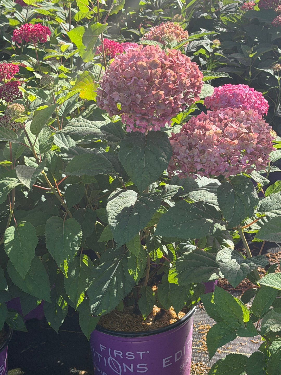 Dreamscape smooth hydrangea flower |Spotswood Greenery