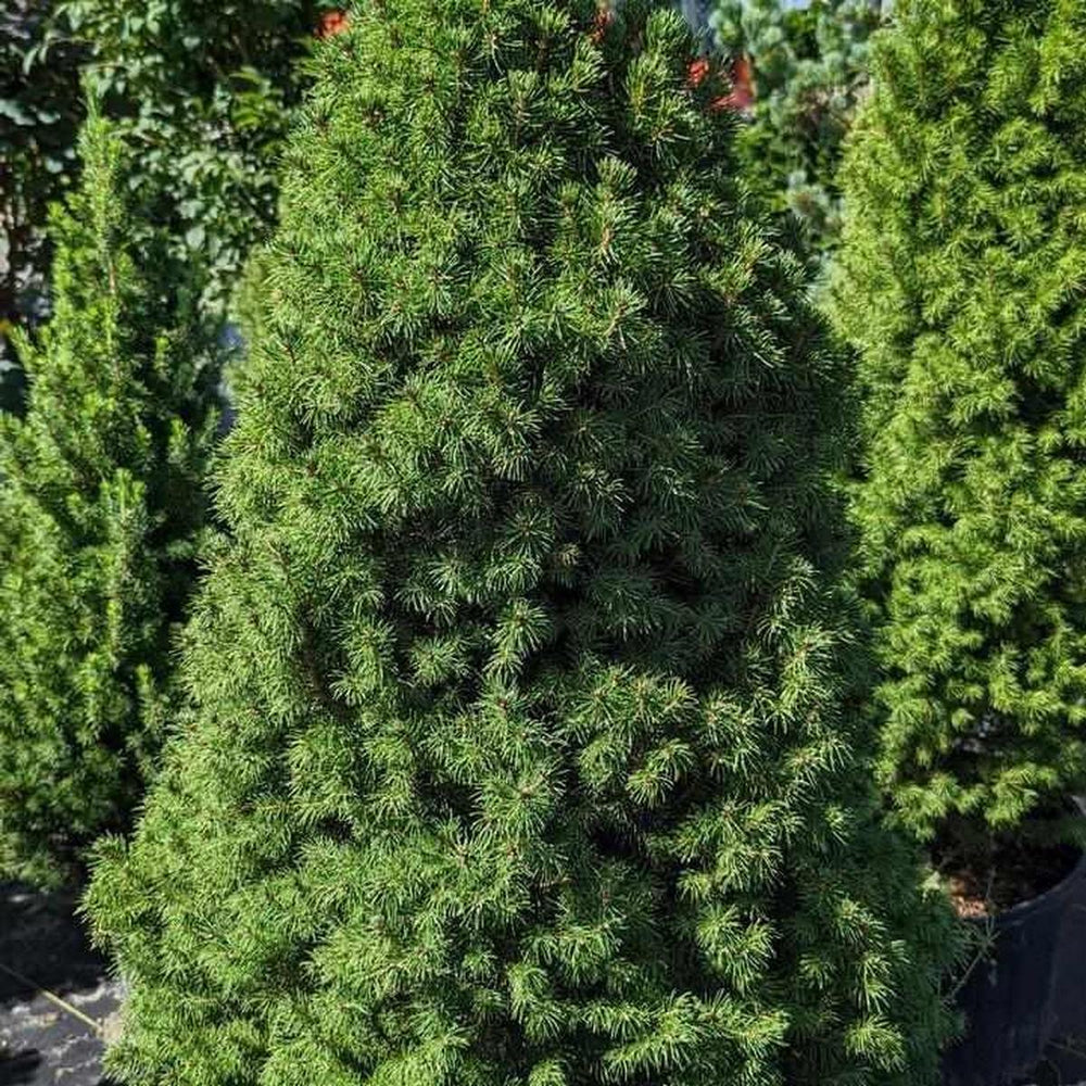 Dwarf Alberta Spruce |Prides Corner Farms