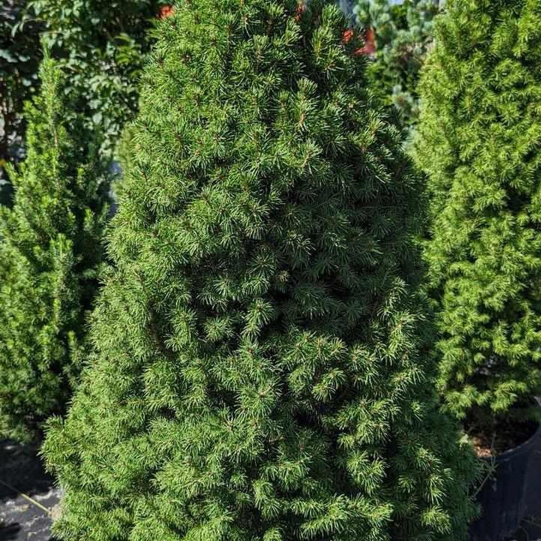 Dwarf Alberta Spruce |Prides Corner Farms