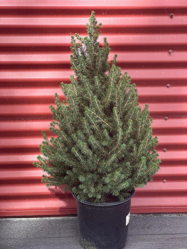 Dwarf Alberta Spruce |Spotswood Greenery
