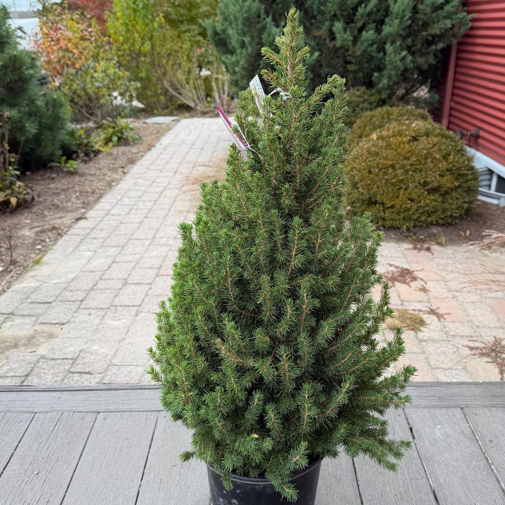 Dwarf Alberta Spruce |Spotswood Greenery