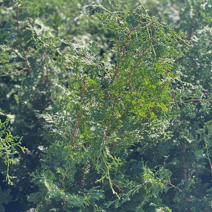 Dwarf Gracilis Hinoki Cypress |Spotswood Greenery
