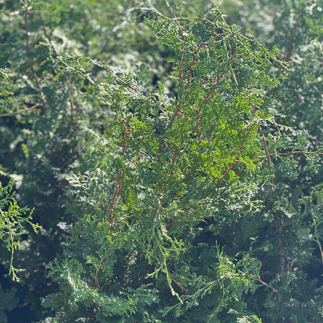 Dwarf Gracilis Hinoki Cypress