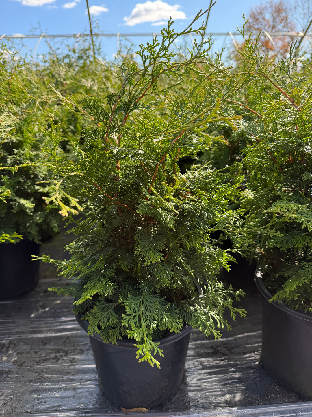 Dwarf Gracilis Hinoki Cypress