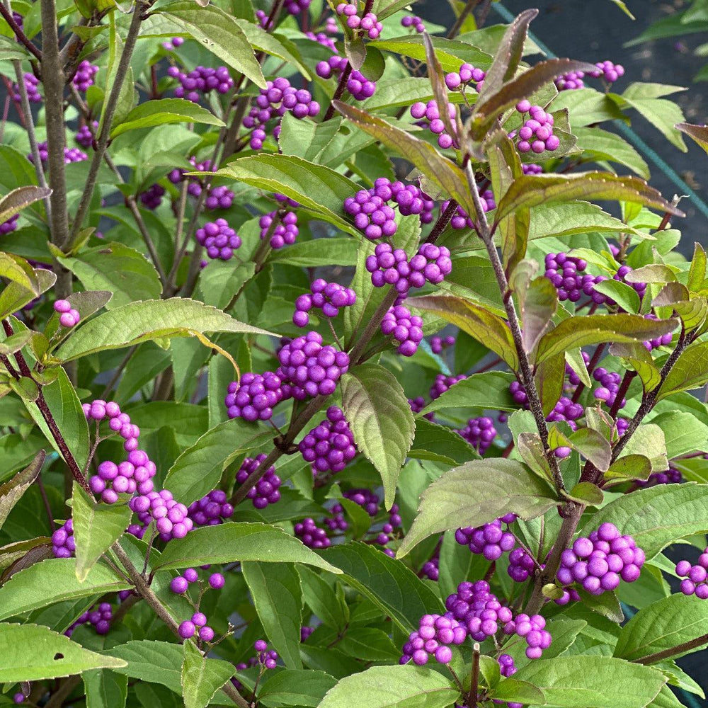 Early Amethyst Beautyberry |Spotswood Greenery