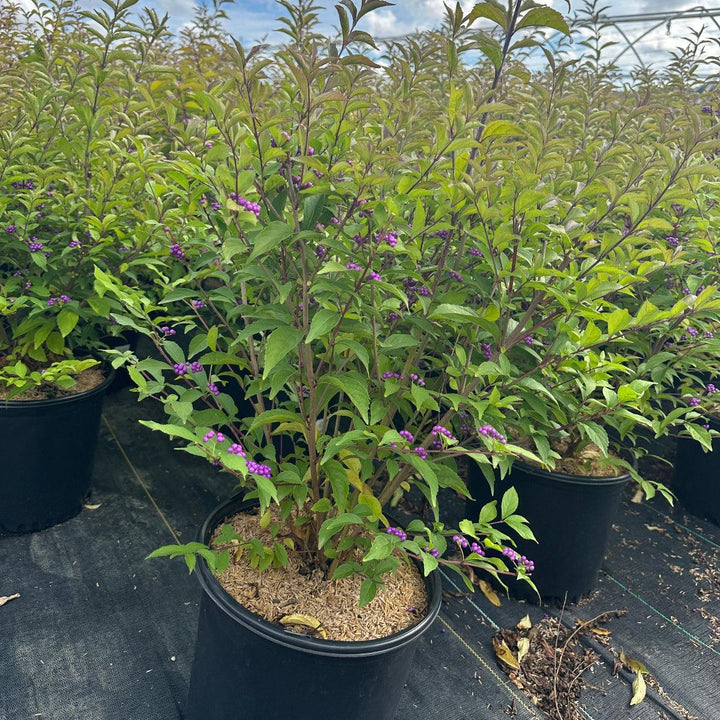 Early Amethyst Beautyberry |Spotswood Greenery