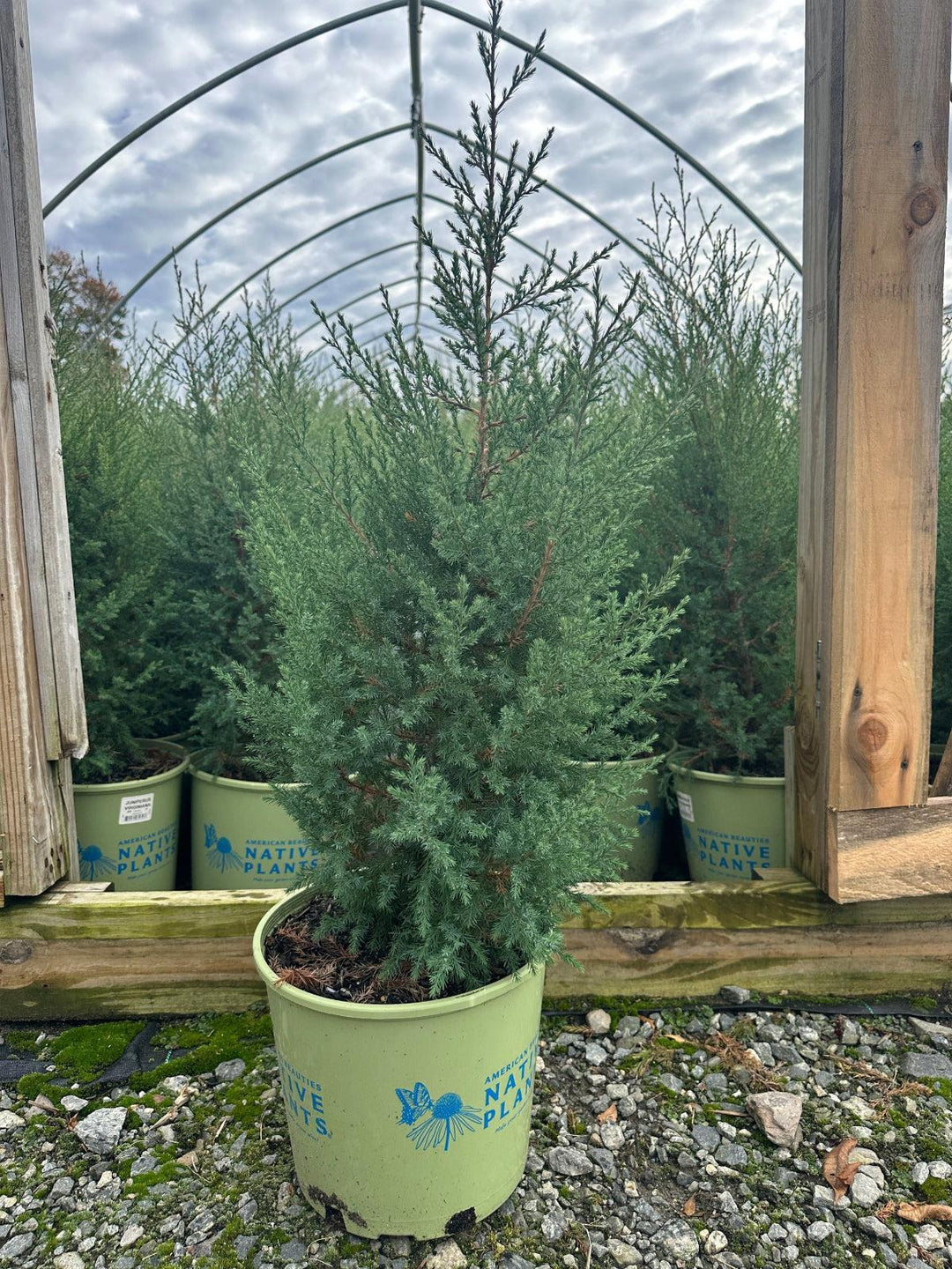Eastern Red Cedar |Spotswood Greenery