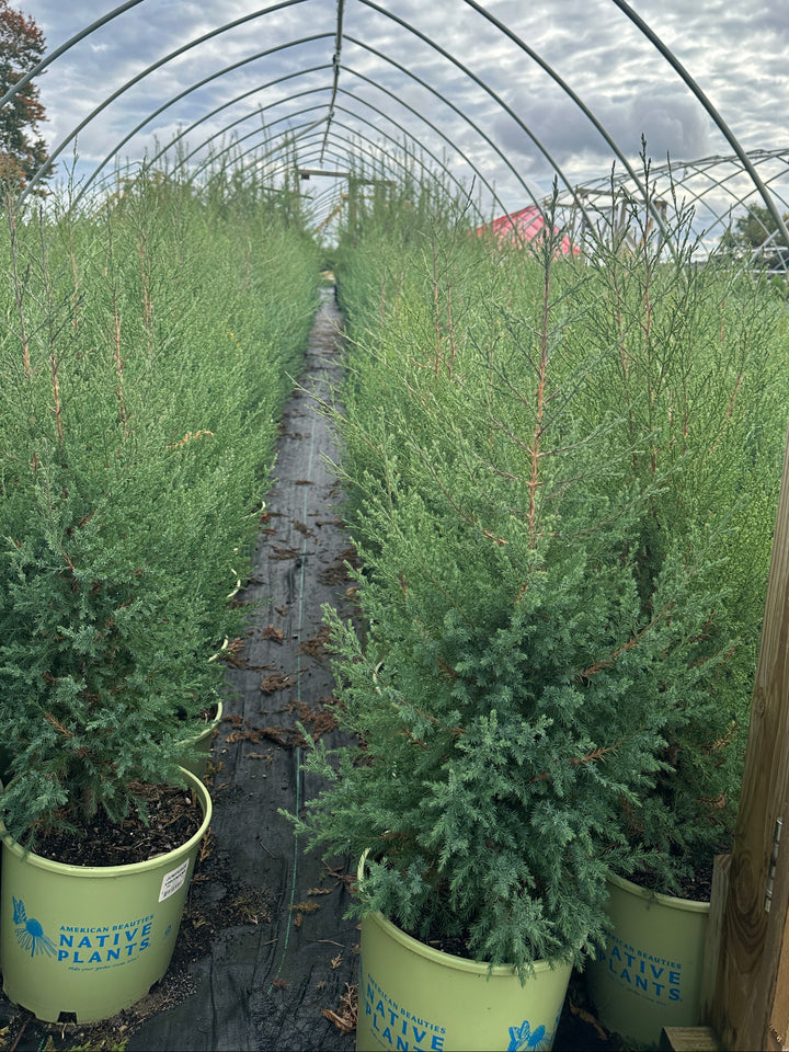 Eastern Red Cedar |Spotswood Greenery