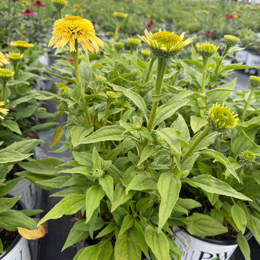 Butter Pecan double coneflower |Spotswood Greenery