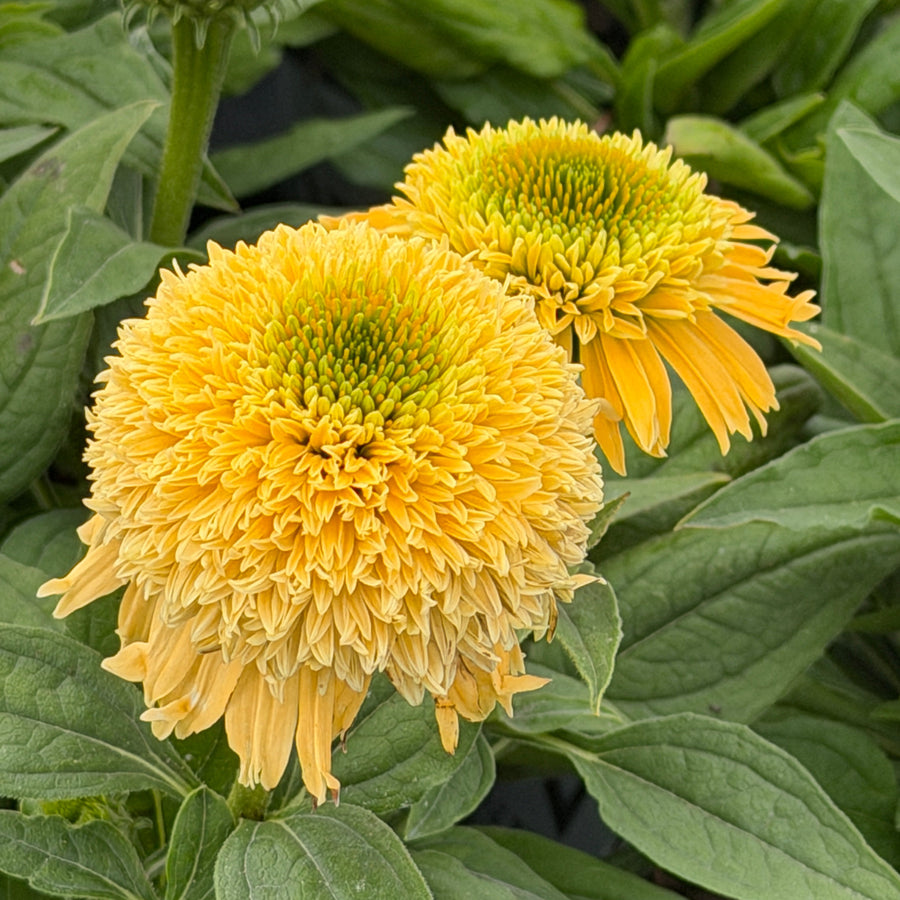 Butter Pecan double coneflower |Spotswood Greenery