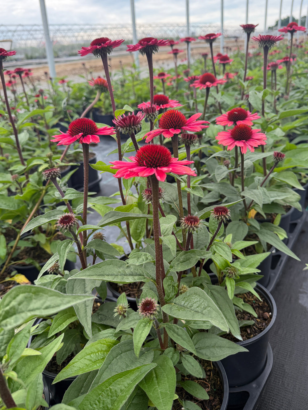 Coral Craze Coneflower |Spotswood Greenery