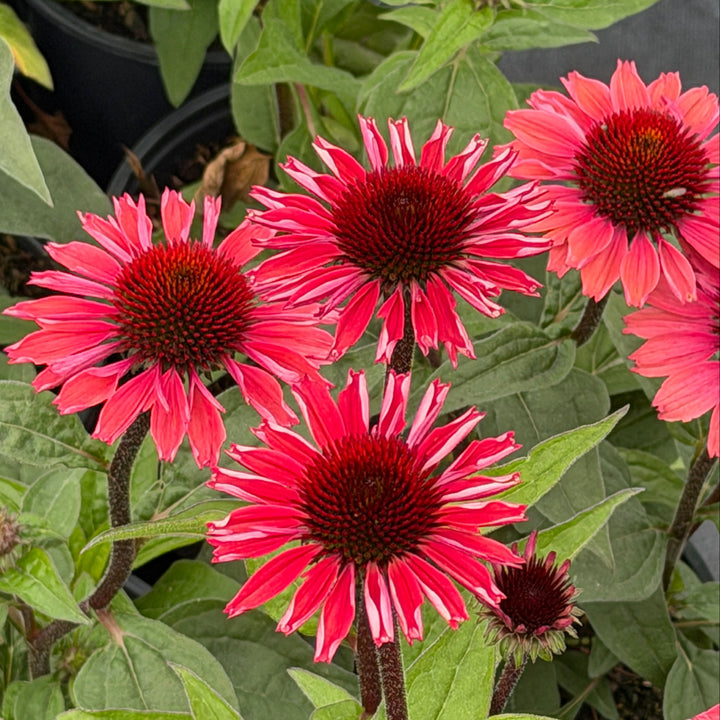 Coral Craze Coneflower |Spotswood Greenery