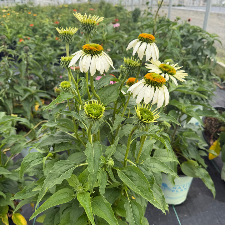 happy star coneflower|Spotswood Greenery
