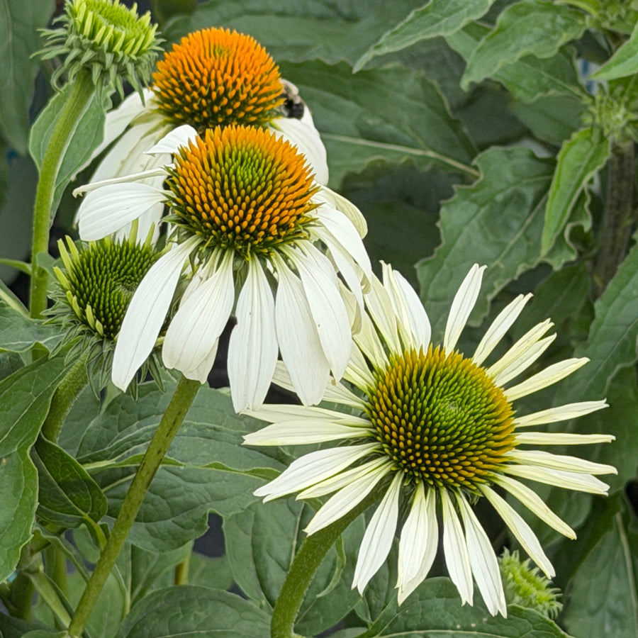 happy star coneflower |Spotswood Greenery