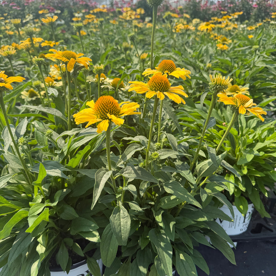 Color Coded® Yellow My Darling Coneflower | Spotswood Greenery
