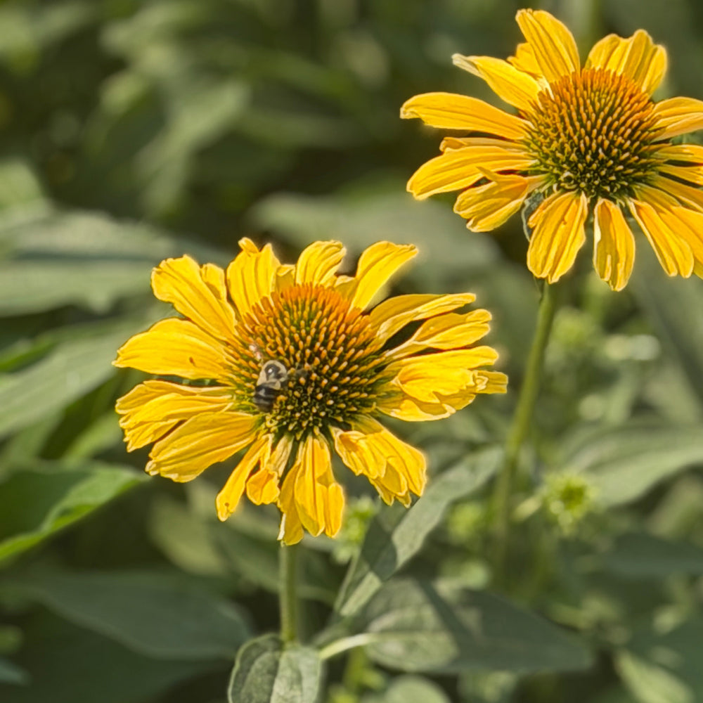 Color Coded® Yellow My Darling Coneflower | Spotswood Greenery