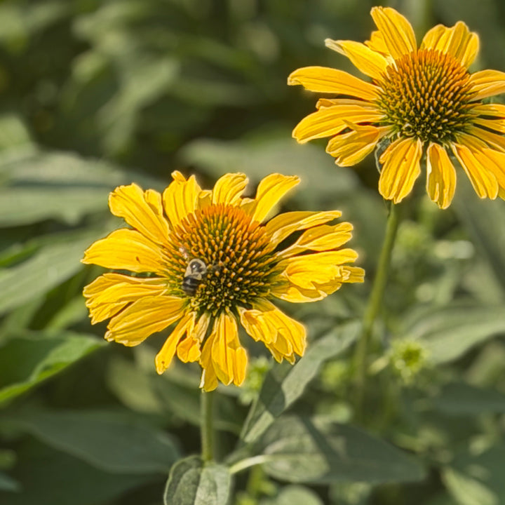Color Coded® Yellow My Darling Coneflower | Spotswood Greenery