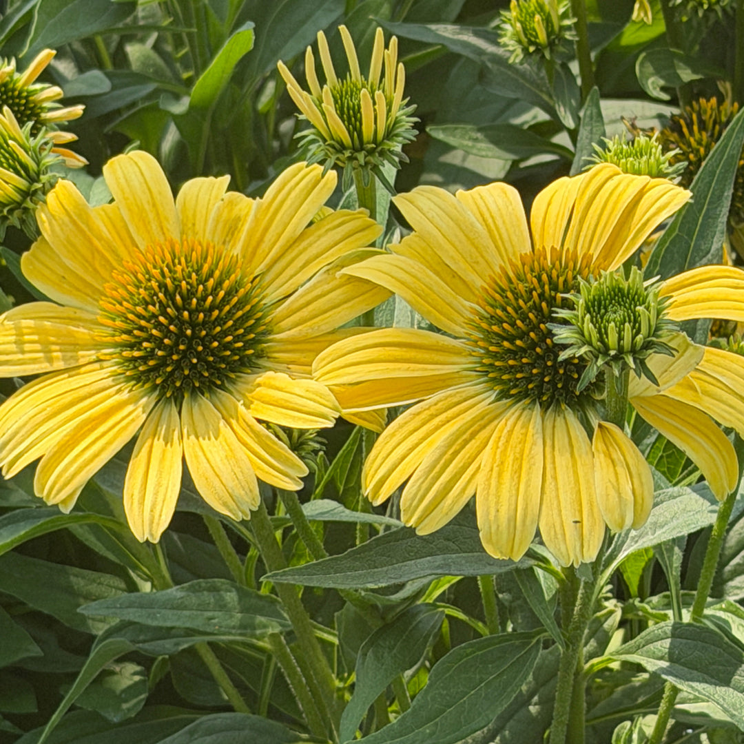 Color Coded® Yellow My Darling Coneflower | Spotswood Greenery