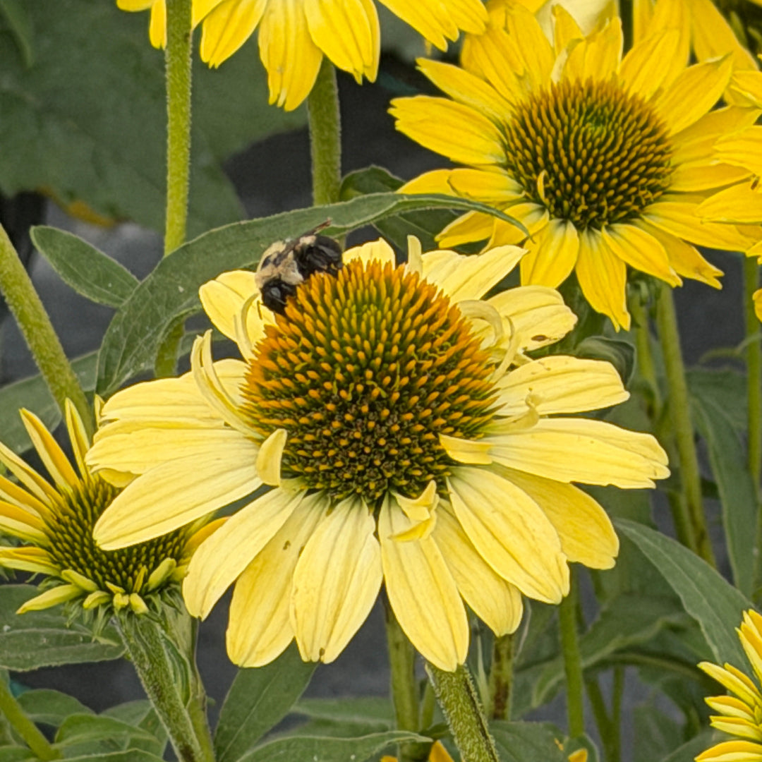 mellow yellow coneflower |Spotswood Greenery