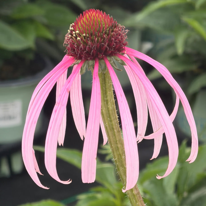 echinacea pallida |Spotswood Greenery