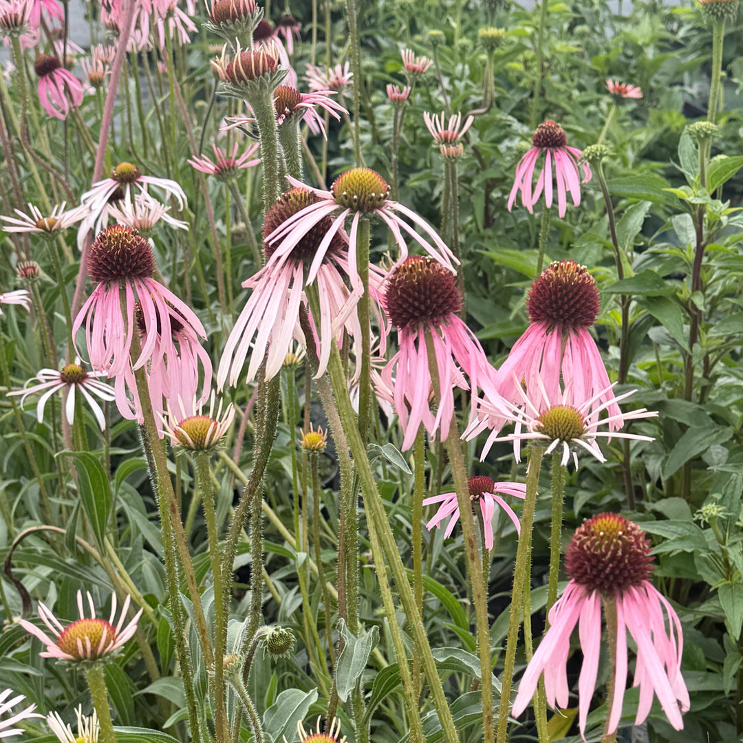 echinacea pallida |Spotswood Greenery