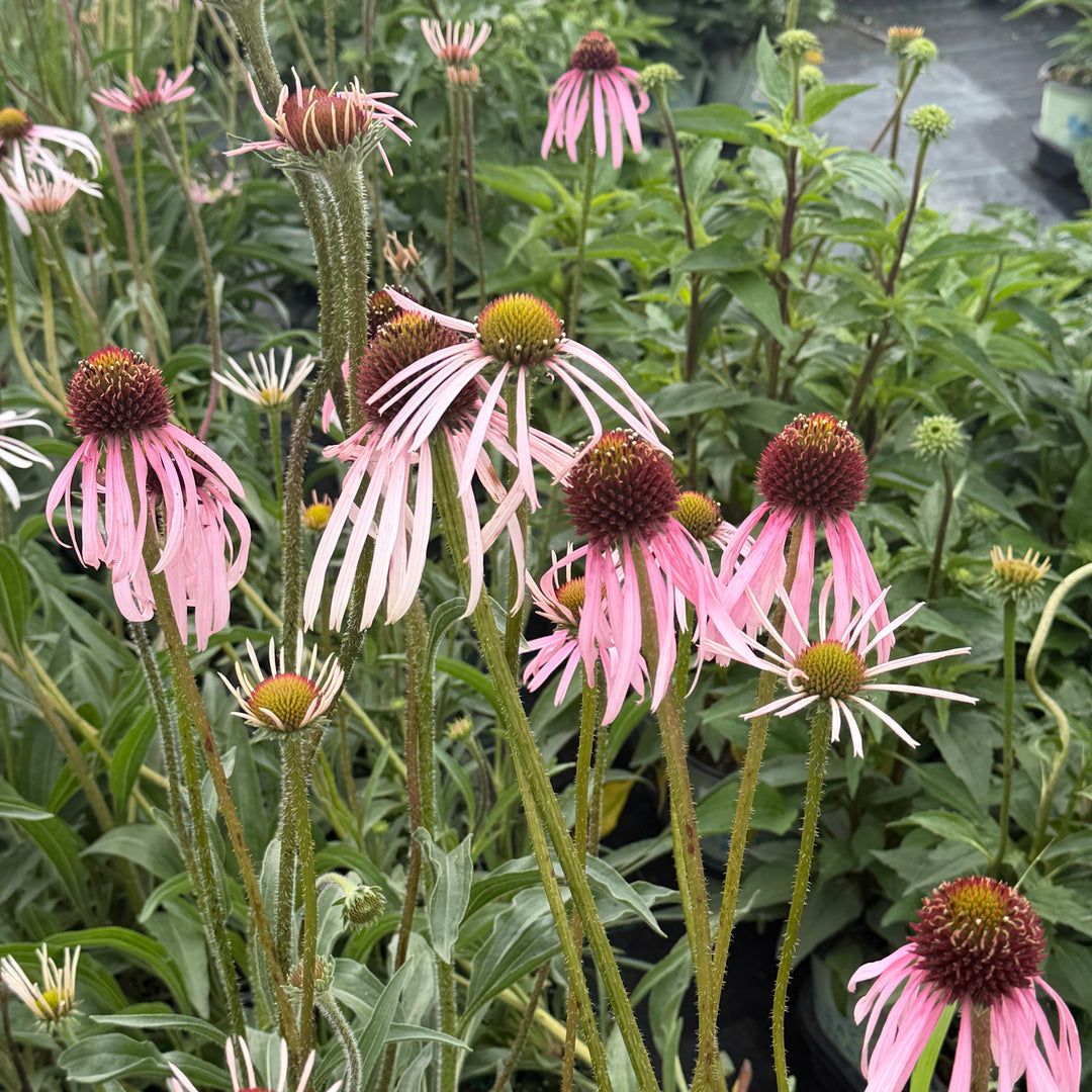 Pale Purple Coneflower
