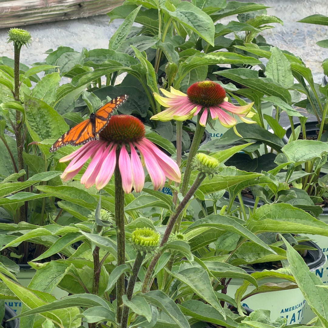 Green Twister Coneflower blooms |Spotswood Greenery