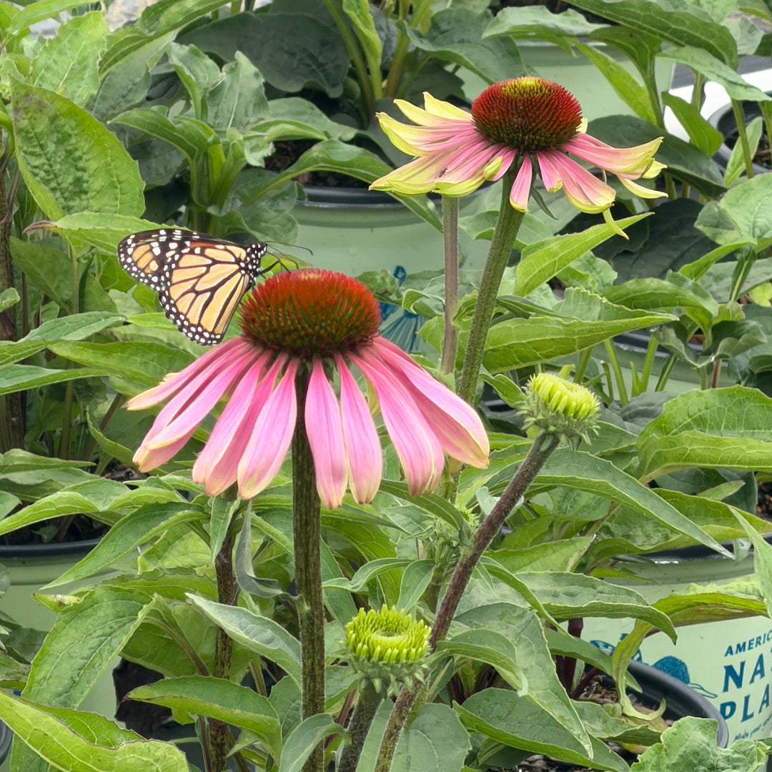 Green Twister Coneflower blooms |Spotswood Greenery