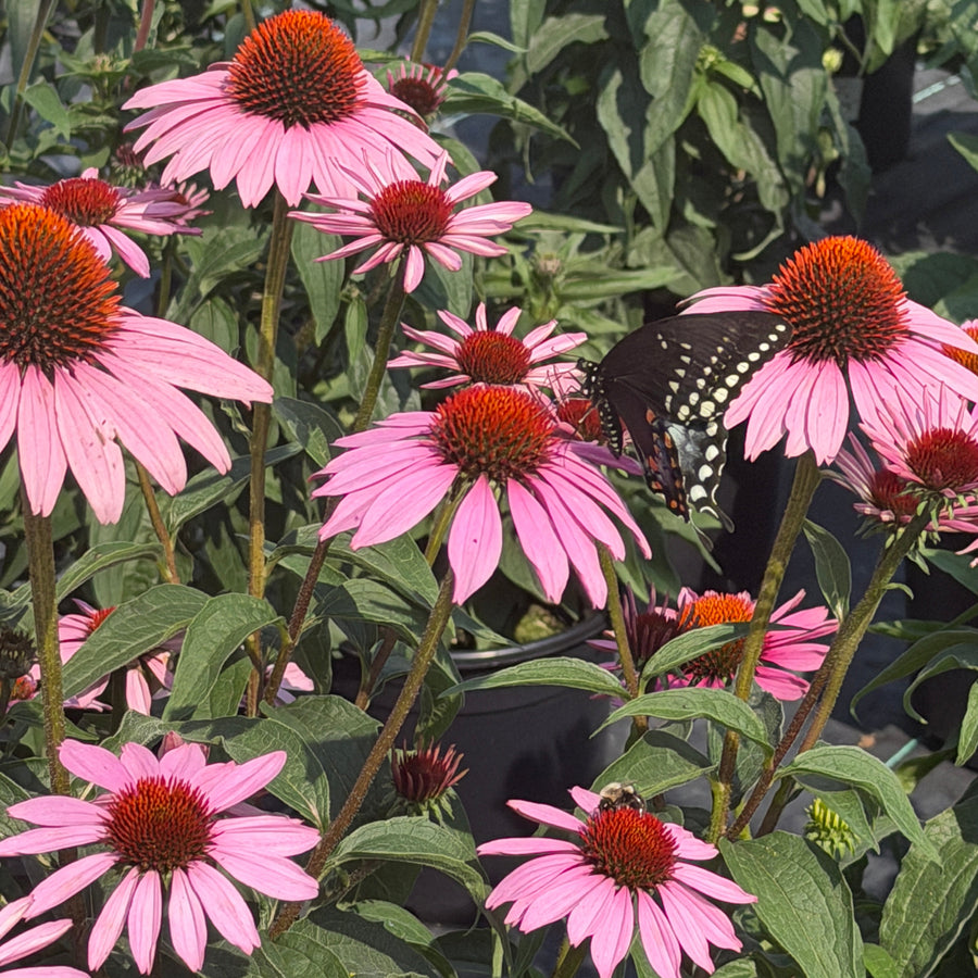 Magnus purple Coneflower |Spotswood Greenery