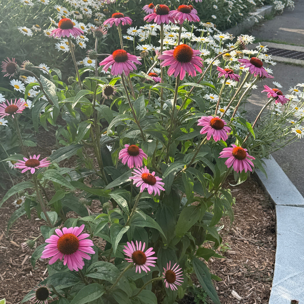 Magnus purple Coneflower |Spotswood Greenery