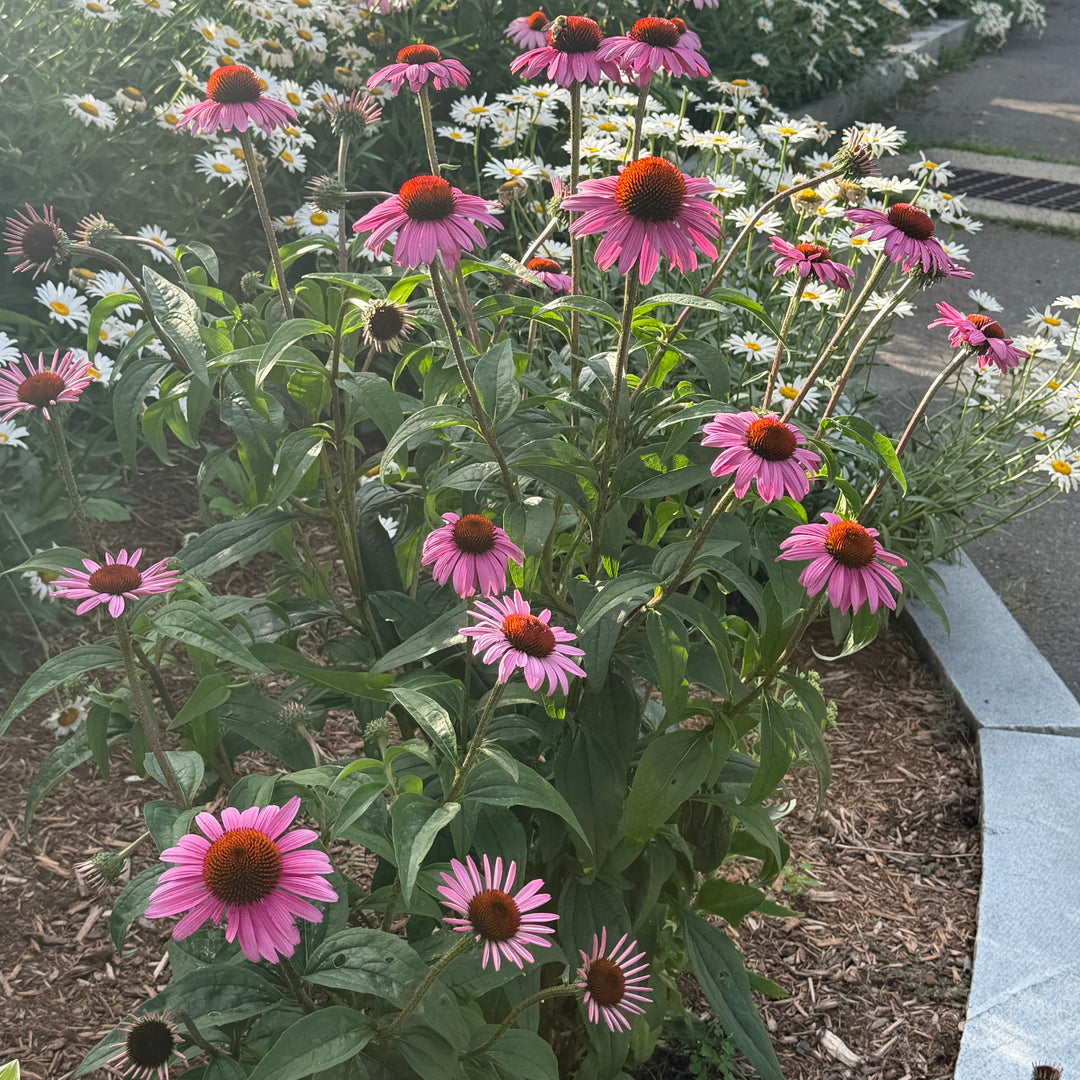 Magnus purple Coneflower |Spotswood Greenery