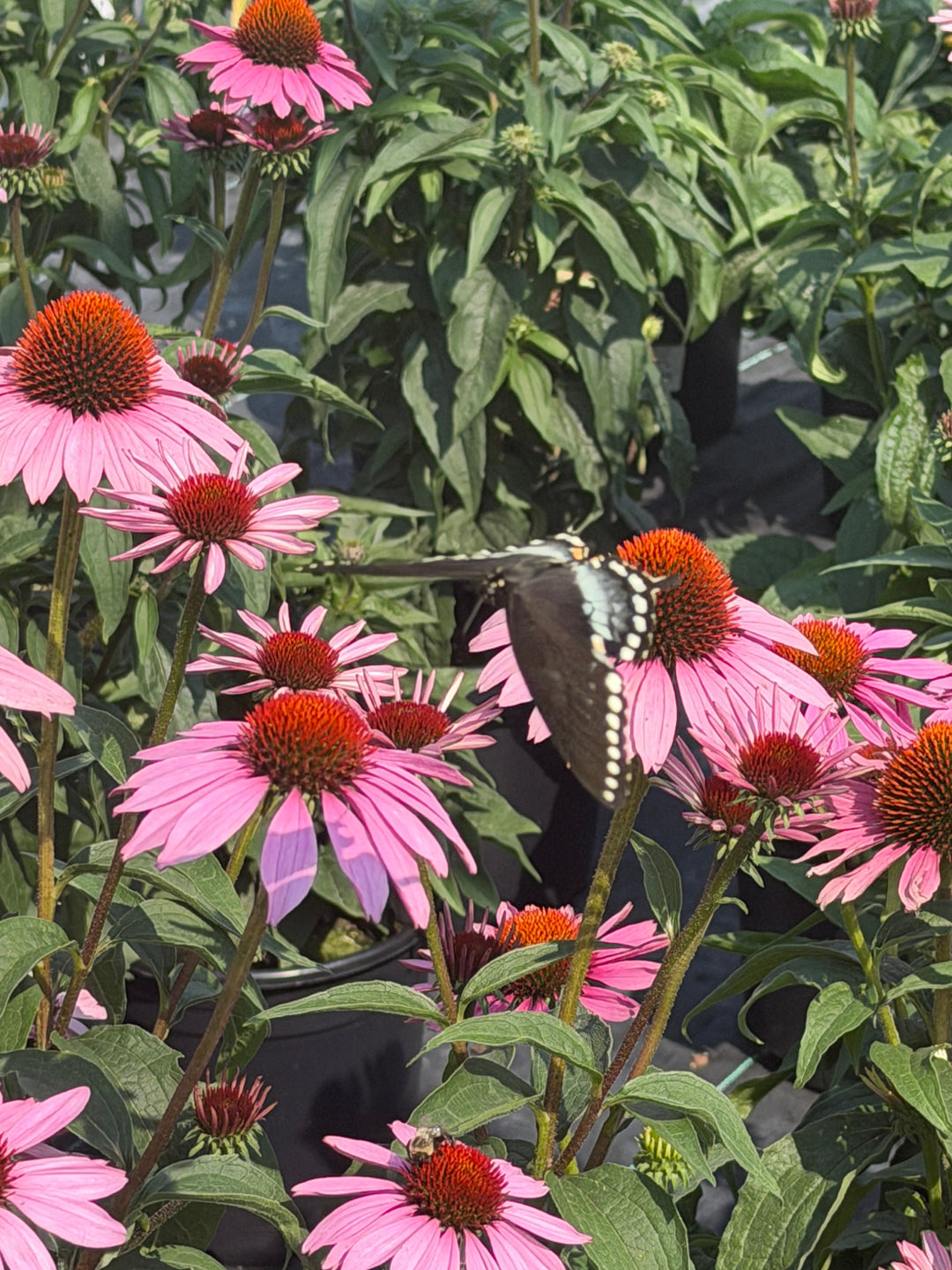 Magnus purple Coneflower |Spotswood Greenery