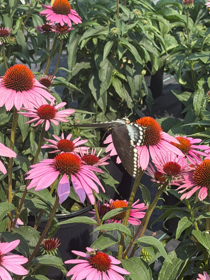 Magnus purple Coneflower |Spotswood Greenery